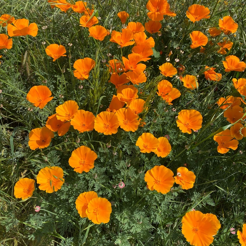 Meet your Posher, Lindsey